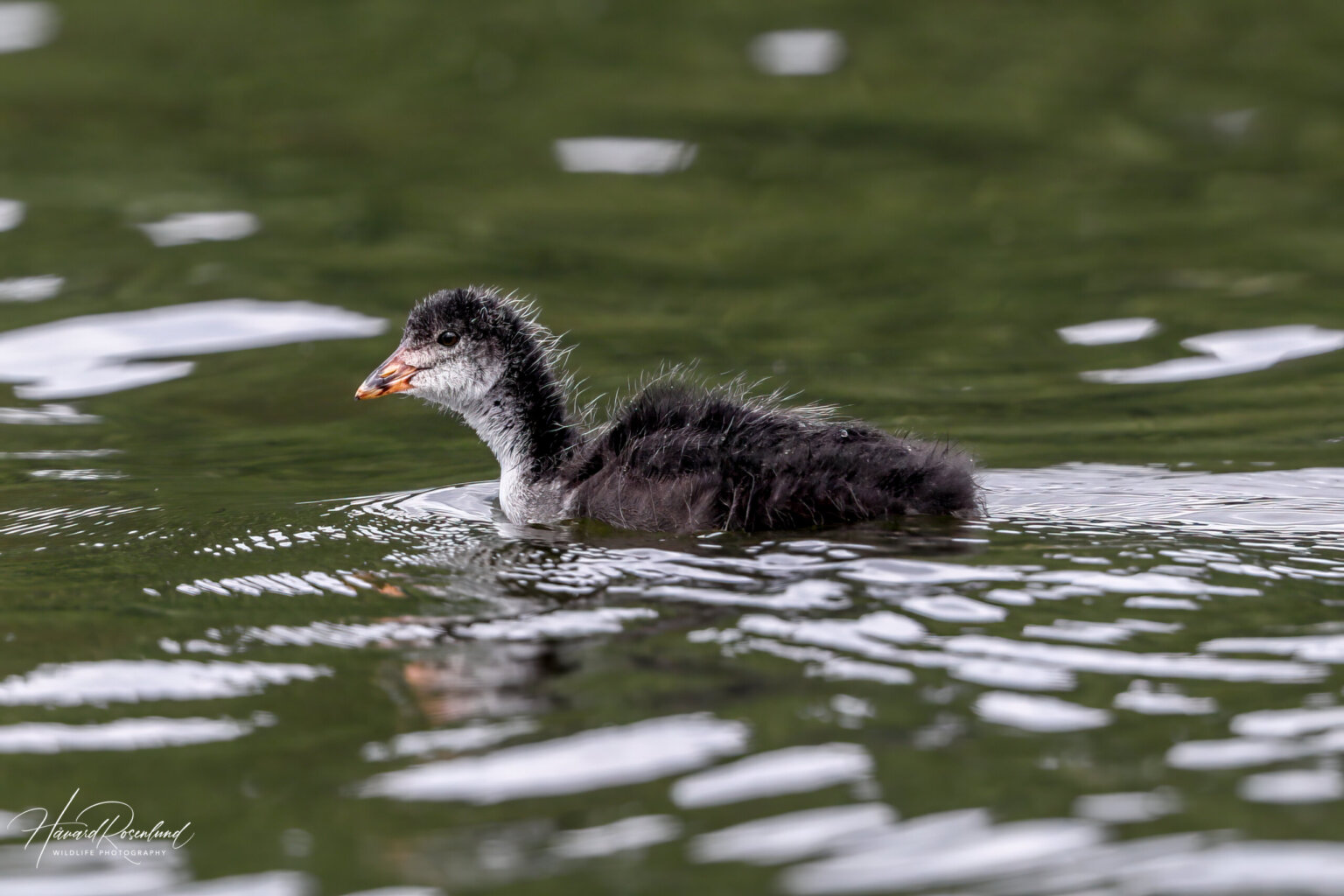 Eurasian Coot (Fulica atra) - Chick @ Østensjøvannet, Oslo, Norway. Photo: Håvard Rosenlund