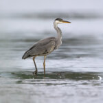 Grey Heron (Ardea cinerea) - Juvenile @ Fornebu, Norway. Photo: Håvard Rosenlund