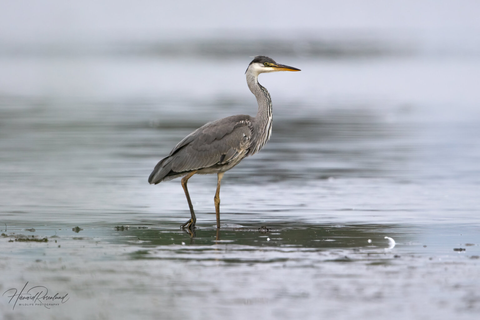 Grey Heron (Ardea cinerea) - Juvenile @ Fornebu, Norway. Photo: Håvard Rosenlund