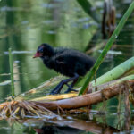 Common Moorhen (Gallinula chloropus) - Chick @ Fornebu, Norway. Photo: Håvard Rosenlund