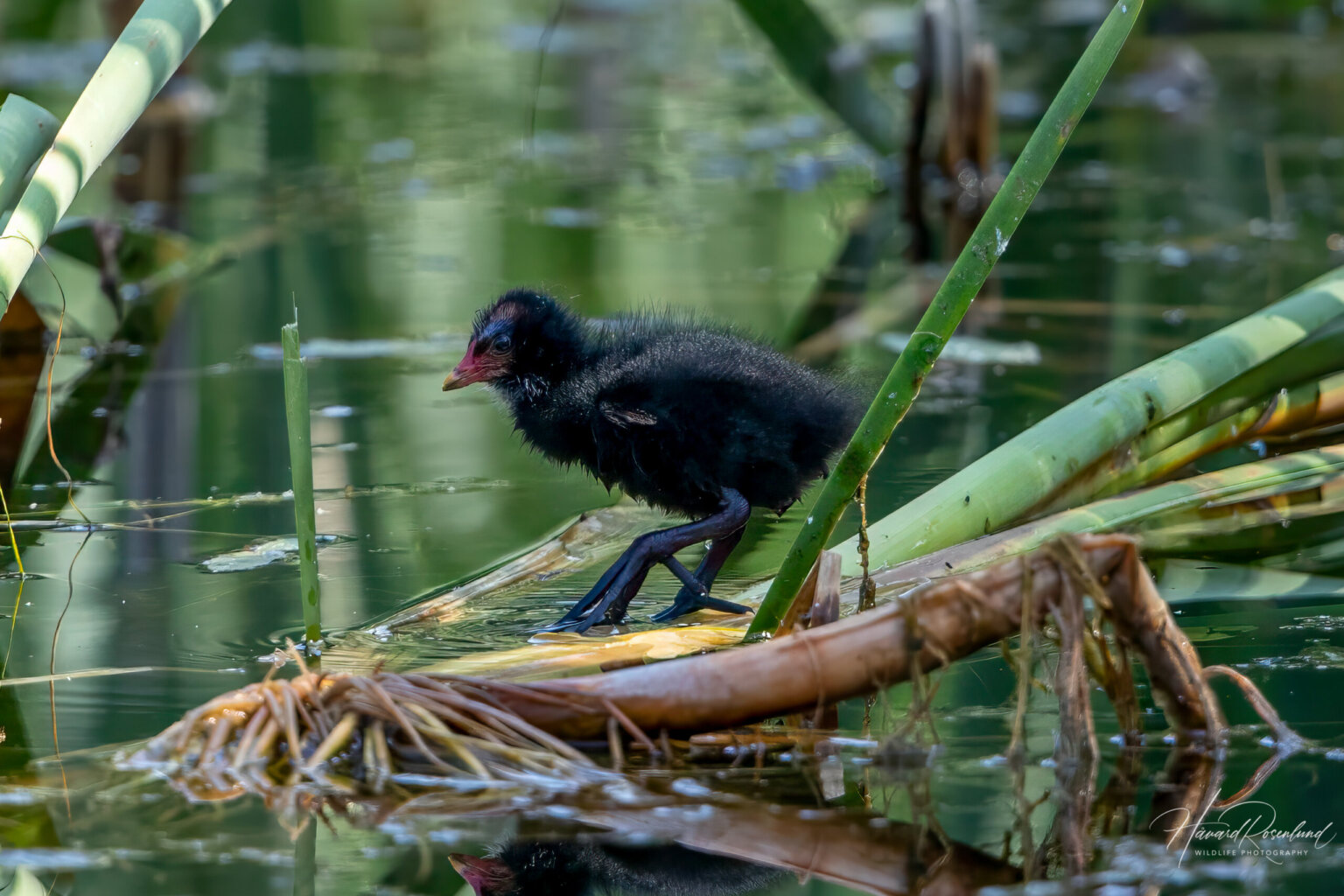 Common Moorhen (Gallinula chloropus) - Chick @ Fornebu, Norway. Photo: Håvard Rosenlund