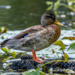 Mallard (Anas platyrhynchos) @ Nittedal, Norway. Photo: Håvard Rosenlund