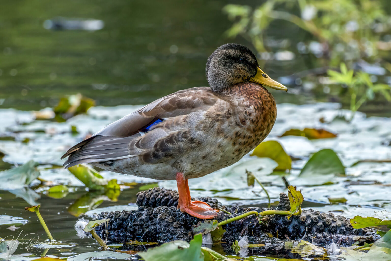 Mallard (Anas platyrhynchos) @ Nittedal, Norway. Photo: Håvard Rosenlund