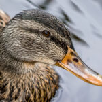 Mallard (Anas platyrhynchos) @ Nittedal, Norway. Photo: Håvard Rosenlund