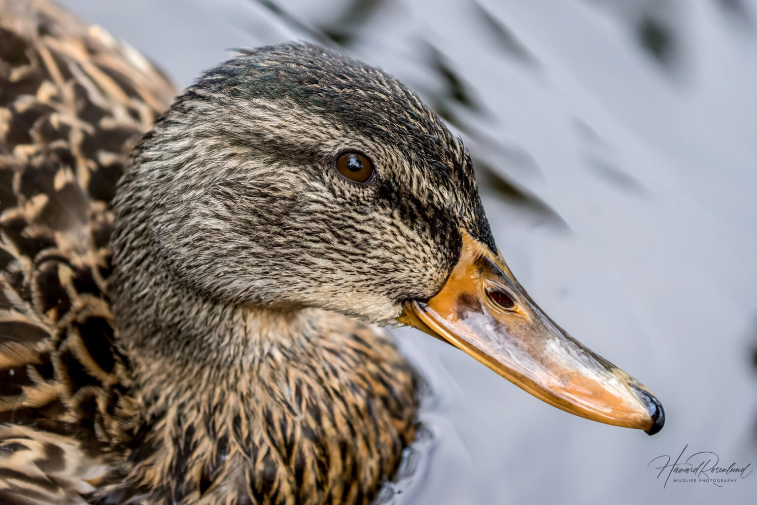 Mallard (Anas platyrhynchos) @ Nittedal, Norway. Photo: Håvard Rosenlund
