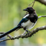 Eurasian Magpie (Pica pica) @ Nittedal, Norway. Photo: Håvard Rosenlund
