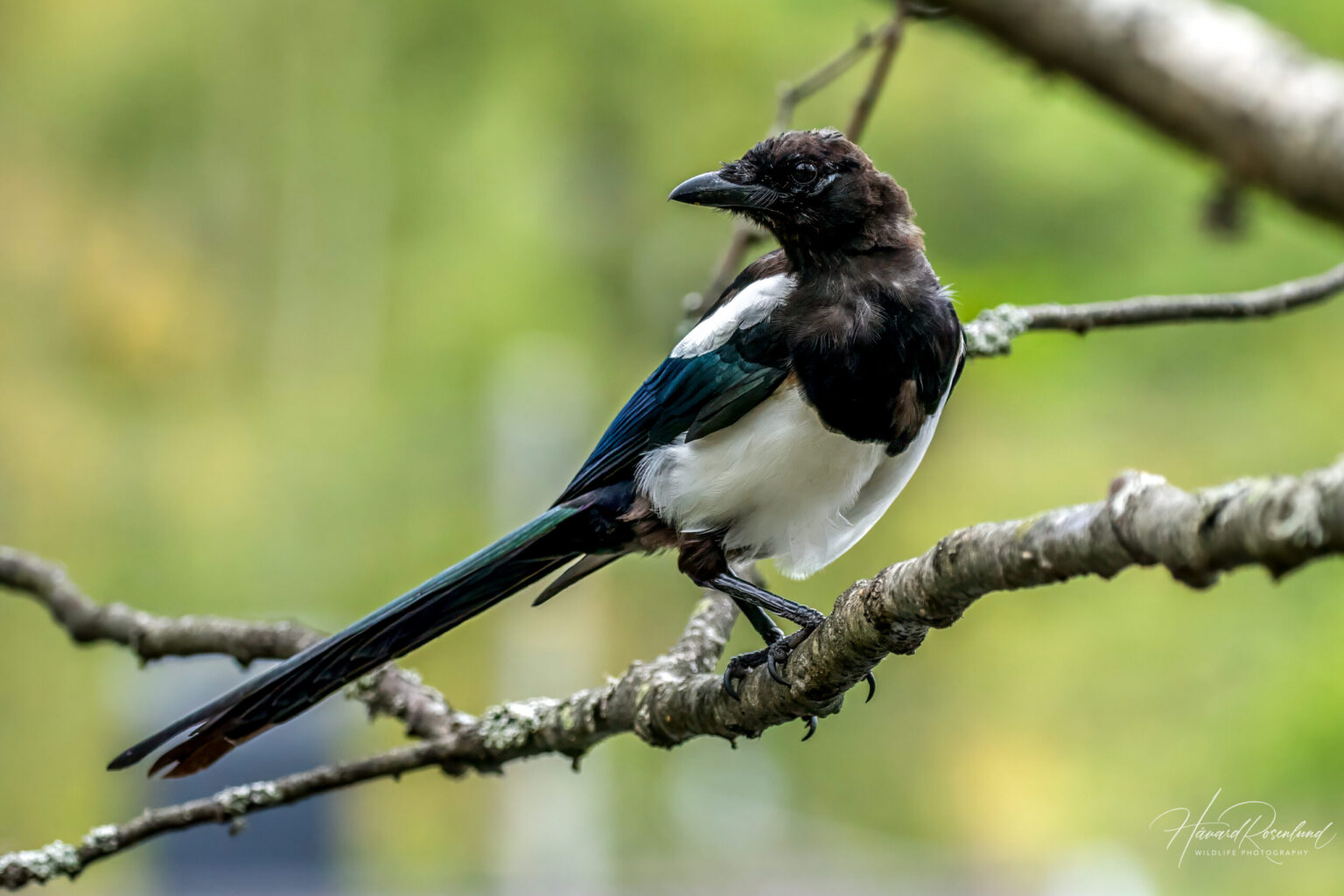 Eurasian Magpie (Pica pica) @ Nittedal, Norway. Photo: Håvard Rosenlund