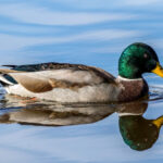 Mallard (Anas platyrhynchos) @ Lillestrøm, Norway. Photo: Håvard Rosenlund