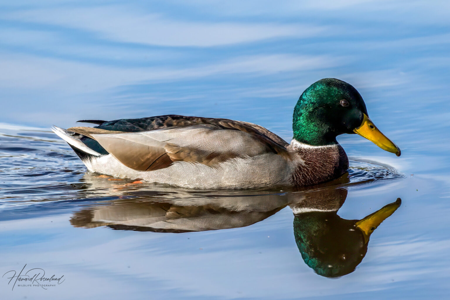 Mallard (Anas platyrhynchos) @ Lillestrøm, Norway. Photo: Håvard Rosenlund
