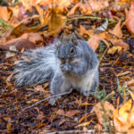 Arizona Gray Squirrel (Sciurus arizonensis) @ Madera Canyon, Arizona, USA. Photo: Håvard Rosenlund