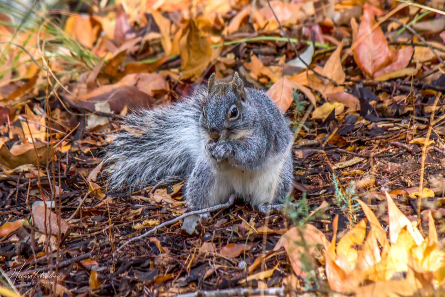 Arizona Gray Squirrel (Sciurus arizonensis) @ Madera Canyon, Arizona, USA. Photo: Håvard Rosenlund
