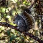 Arizona Gray Squirrel (Sciurus arizonensis) @ Madera Canyon, Arizona, USA. Photo: Håvard Rosenlund