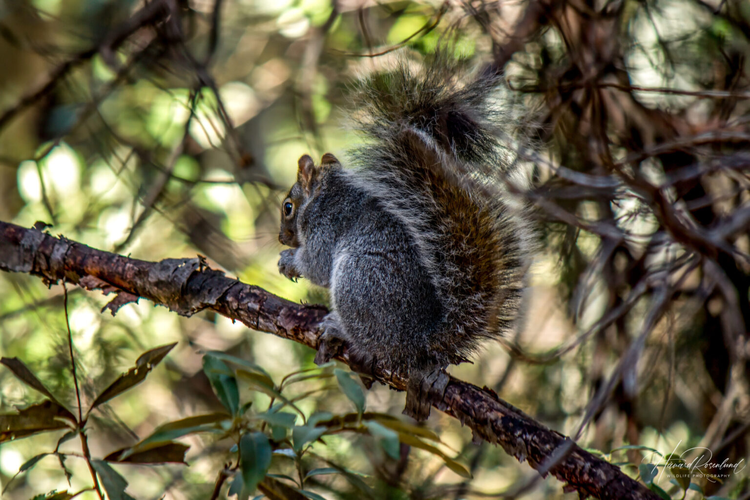 Arizona Gray Squirrel (Sciurus arizonensis) @ Madera Canyon, Arizona, USA. Photo: Håvard Rosenlund