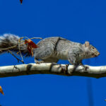 Arizona Gray Squirrel (Sciurus arizonensis) @ Madera Canyon, Arizona, USA. Photo: Håvard Rosenlund