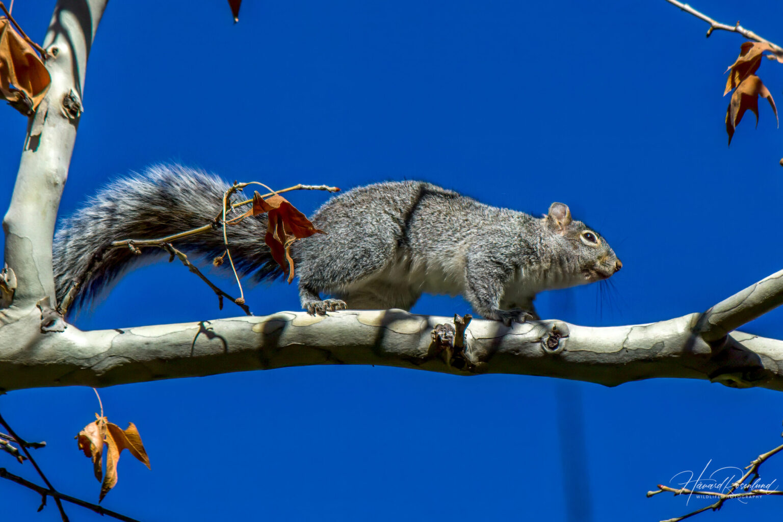Arizona Gray Squirrel (Sciurus arizonensis) @ Madera Canyon, Arizona, USA. Photo: Håvard Rosenlund