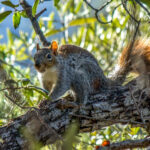 Arizona Gray Squirrel (Sciurus arizonensis) @ Madera Canyon, Arizona, USA. Photo: Håvard Rosenlund
