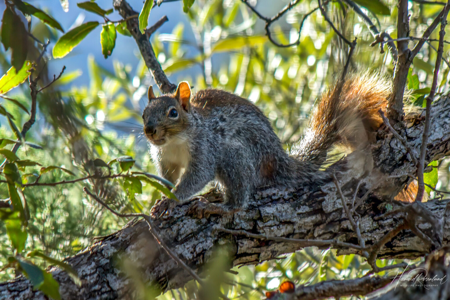 Arizona Gray Squirrel (Sciurus arizonensis) @ Madera Canyon, Arizona, USA. Photo: Håvard Rosenlund