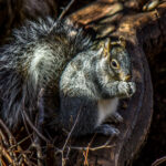 Arizona Gray Squirrel (Sciurus arizonensis) @ Madera Canyon, Arizona, USA. Photo: Håvard Rosenlund