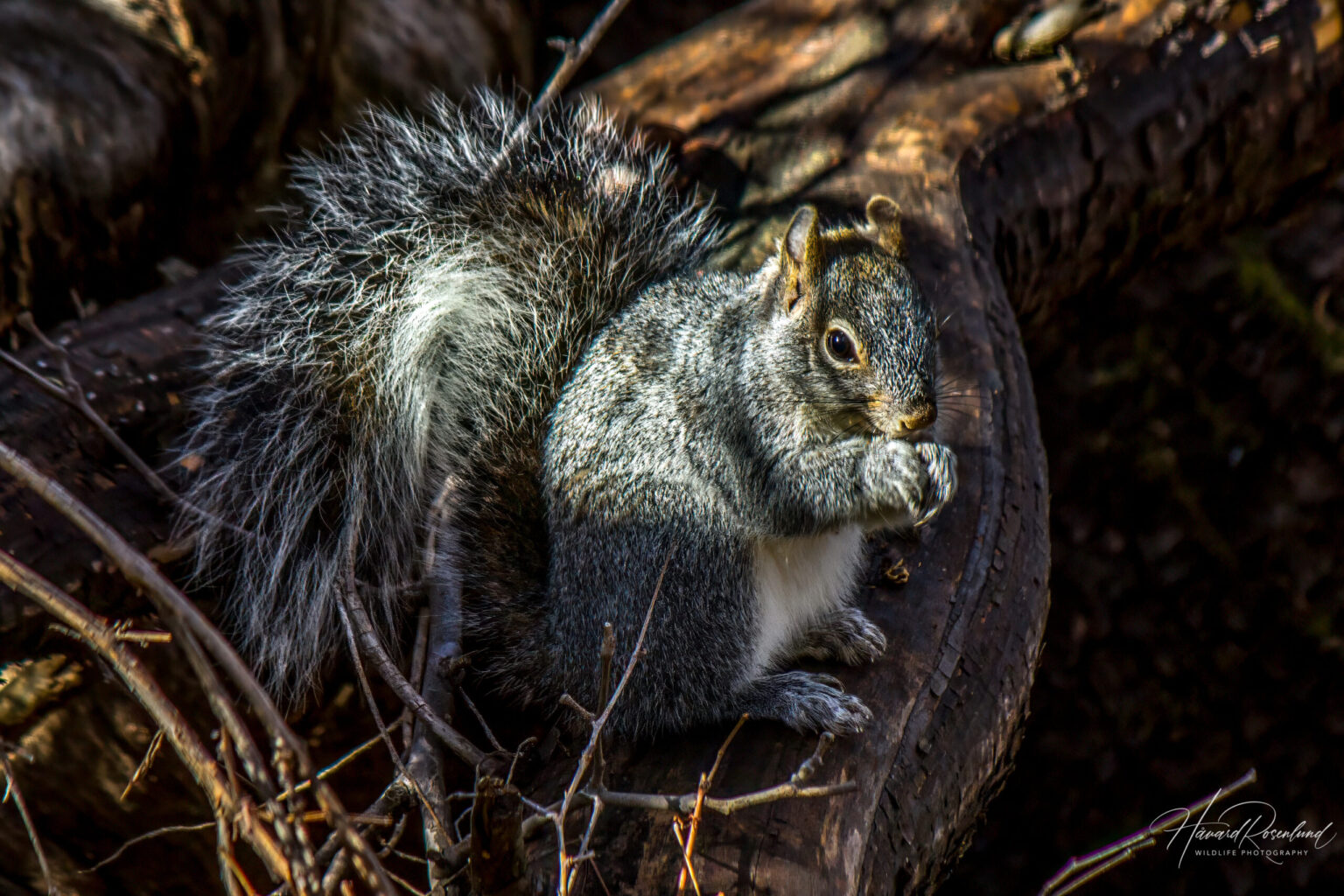 Arizona Gray Squirrel (Sciurus arizonensis) @ Madera Canyon, Arizona, USA. Photo: Håvard Rosenlund