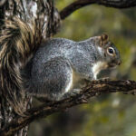 Arizona Gray Squirrel (Sciurus arizonensis) @ Madera Canyon, Arizona, USA. Photo: Håvard Rosenlund