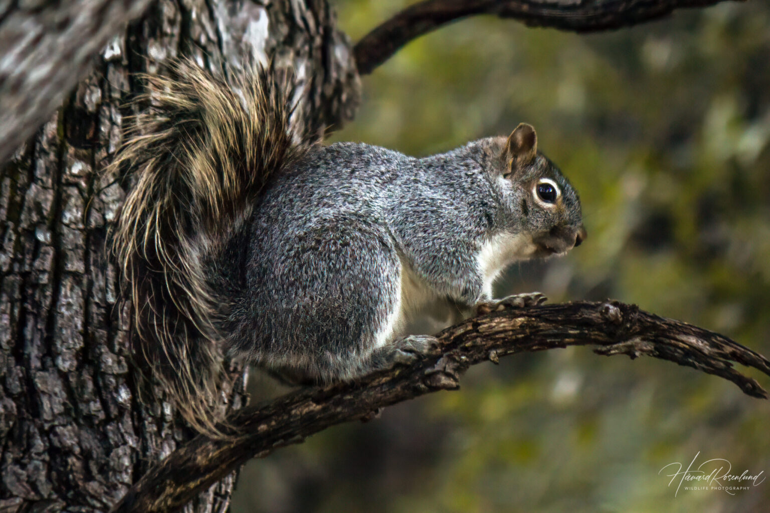 Arizona Gray Squirrel (Sciurus arizonensis) @ Madera Canyon, Arizona, USA. Photo: Håvard Rosenlund