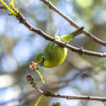 Cape White-eye (Zosterops virens) @ St Lucia Estuary, South Africa. Photo: Håvard Rosenlund