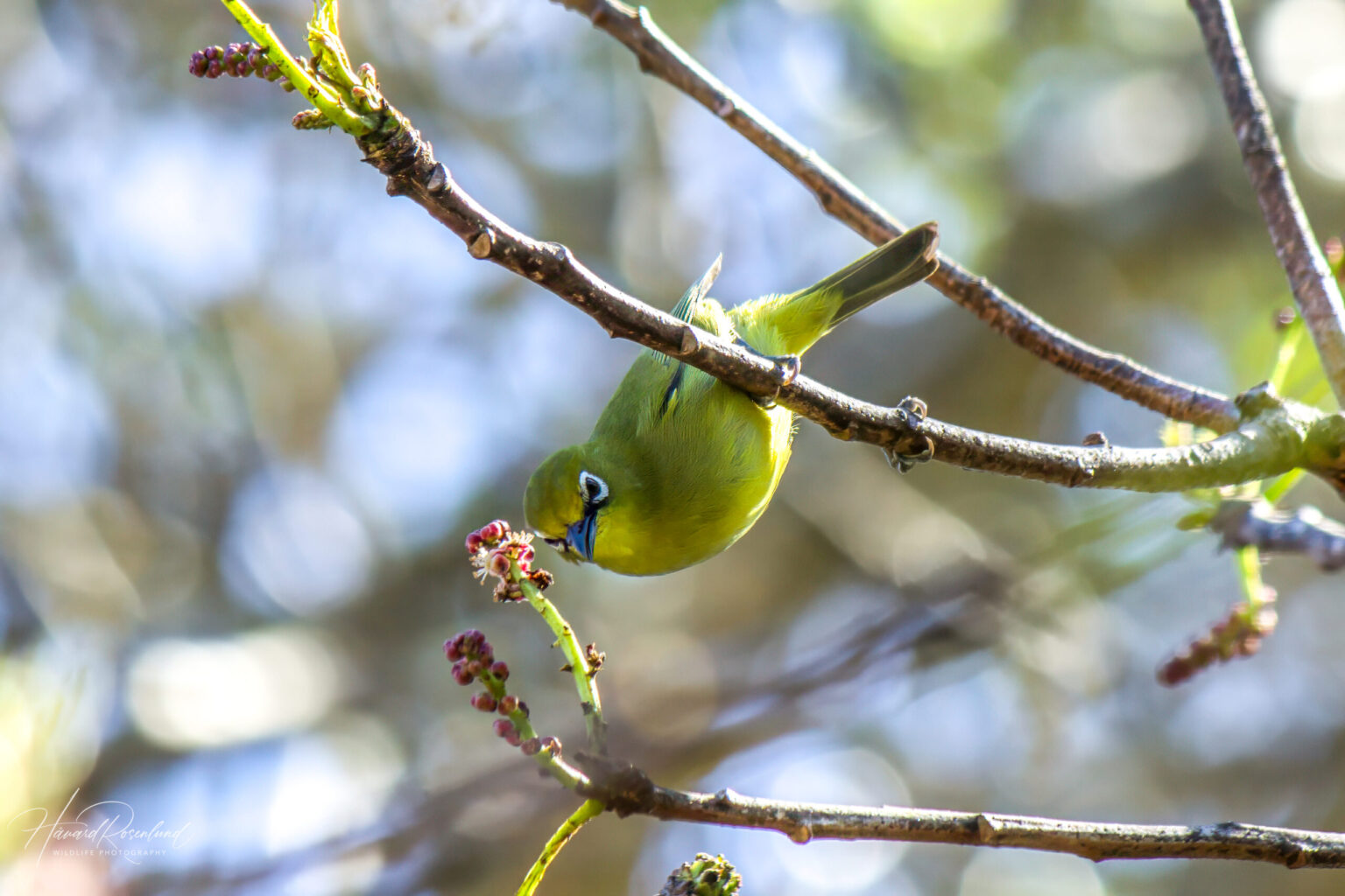 Cape White-eye (Zosterops virens) @ St Lucia Estuary, South Africa. Photo: Håvard Rosenlund