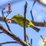Cape White-eye (Zosterops virens) @ St Lucia Estuary, South Africa. Photo: Håvard Rosenlund