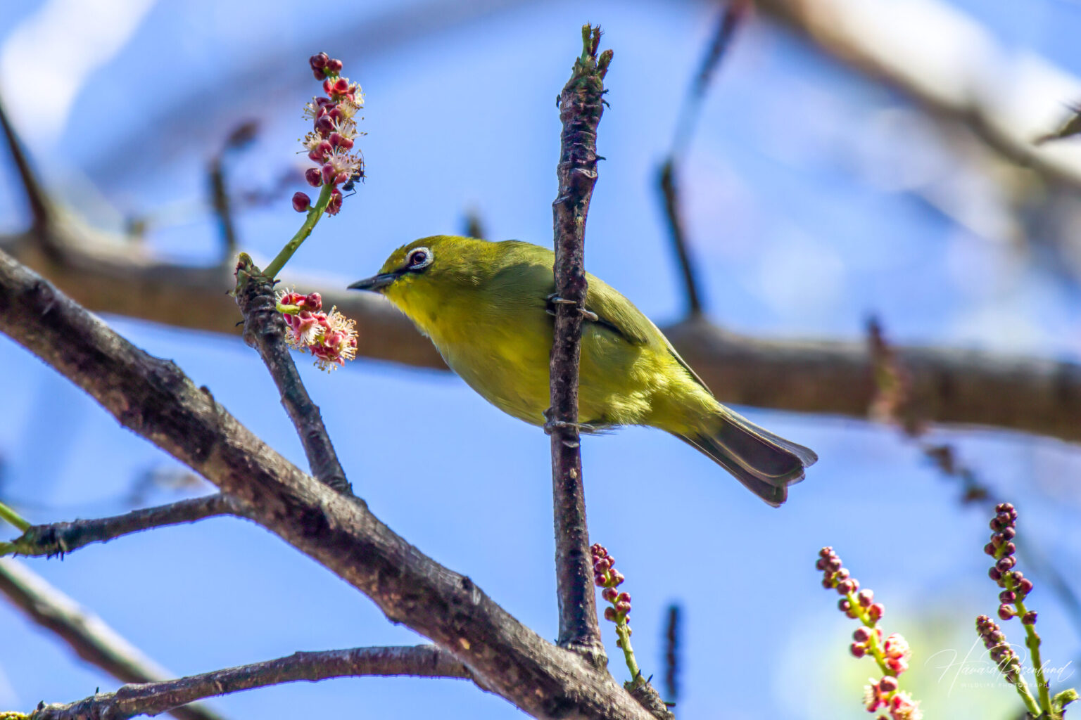 Cape White-eye (Zosterops virens) @ St Lucia Estuary, South Africa. Photo: Håvard Rosenlund