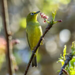 Cape White-eye (Zosterops virens) @ St Lucia Estuary, South Africa. Photo: Håvard Rosenlund