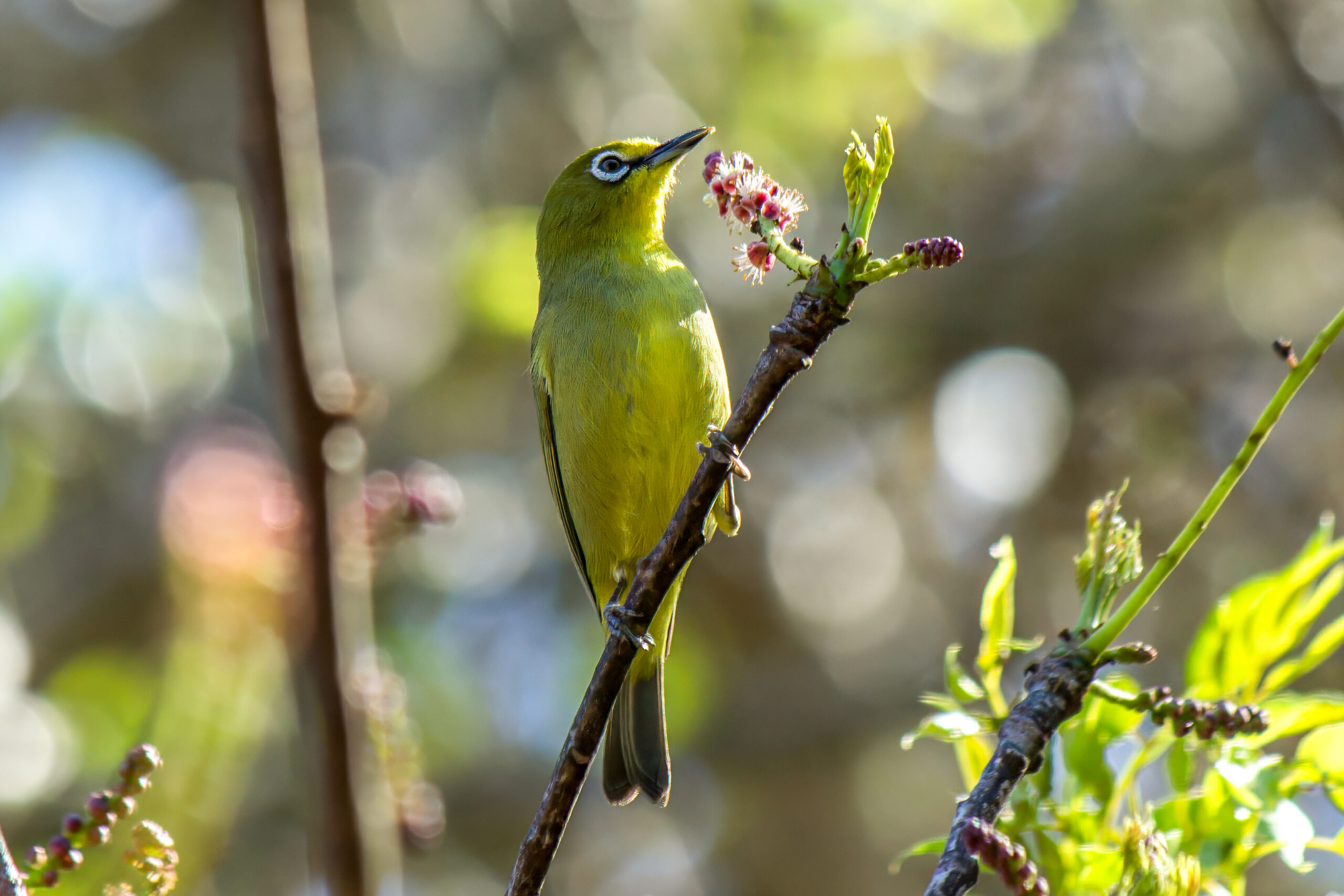 Kappbrillefugl (Zosterops virens) @ St Lucia Estuary, Sør-Afrika. Foto: Håvard Rosenlund