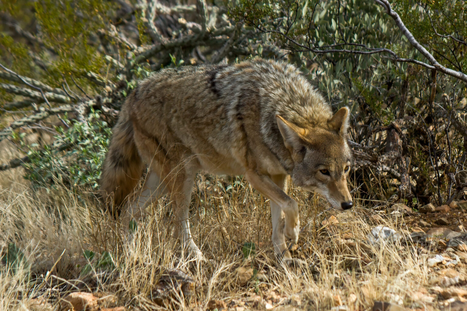 Coyote (Canis latrans) @ Sonoran Desert, Arizona, USA. Photo: Håvard Rosenlund