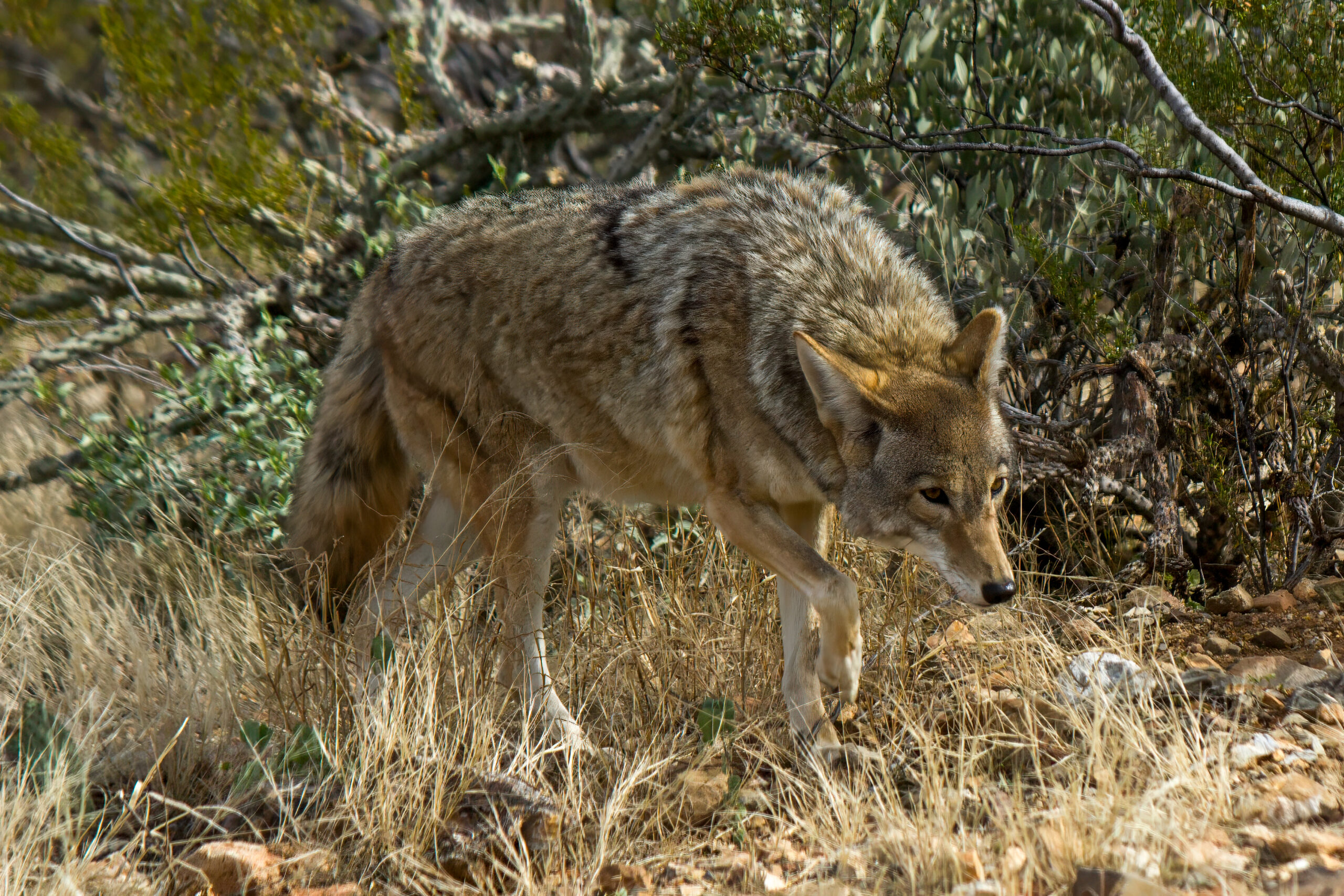 Coyote (Canis latrans) @ Sonoran Desert, Arizona, USA. Photo: Håvard Rosenlund