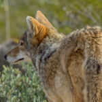 Coyote (Canis latrans) @ Sonoran Desert, Arizona, USA. Photo: Håvard Rosenlund