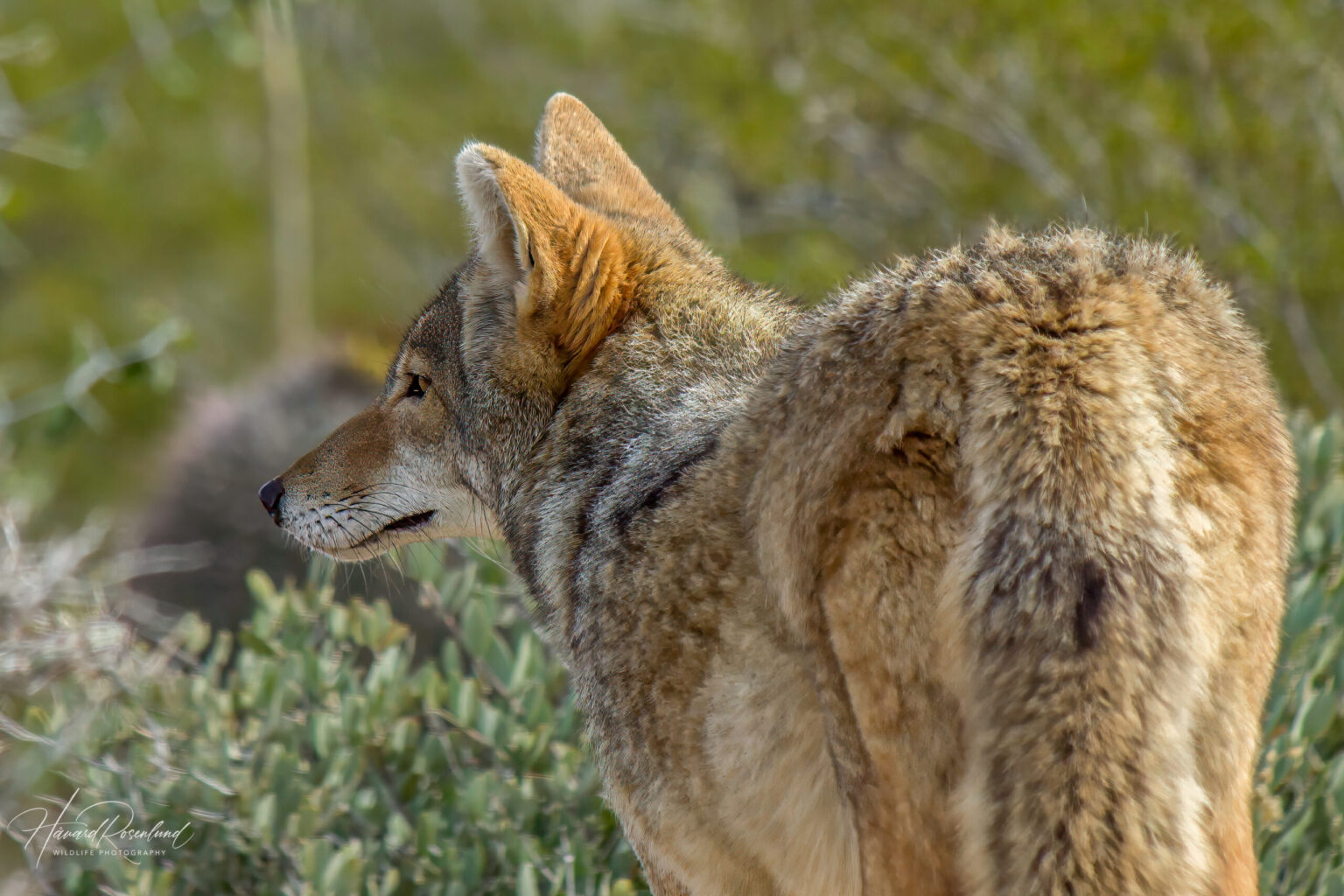 Coyote (Canis latrans) @ Sonoran Desert, Arizona, USA. Photo: Håvard Rosenlund