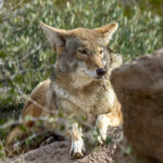 Coyote (Canis latrans) @ Sonoran Desert, Arizona, USA. Photo: Håvard Rosenlund