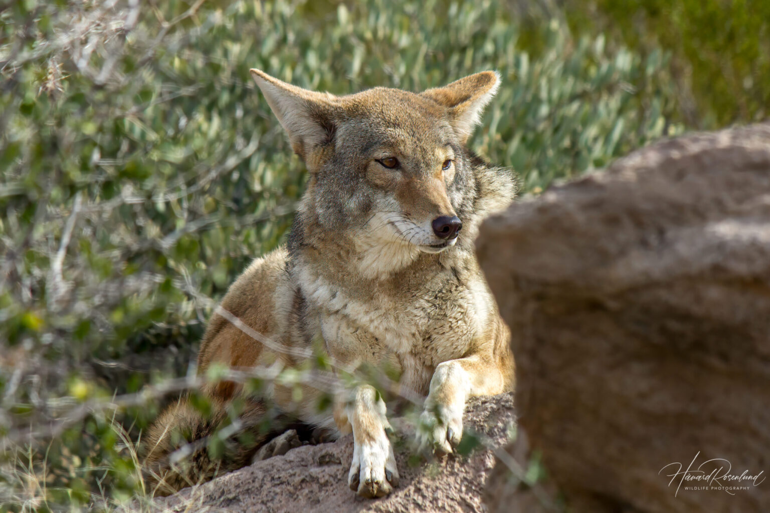 Coyote (Canis latrans) @ Sonoran Desert, Arizona, USA. Photo: Håvard Rosenlund