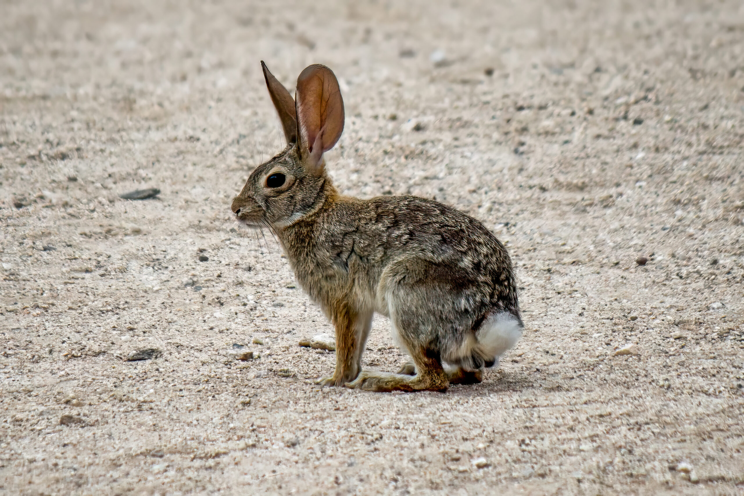 Desert Cottontail (Sylvilagus audubonii) @ Sonoran Desert, Arizona, USA. Photo: Håvard Rosenlund