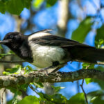 Eurasian Magpie (Pica pica) @ Nittedal, Norway. Photo: Håvard Rosenlund