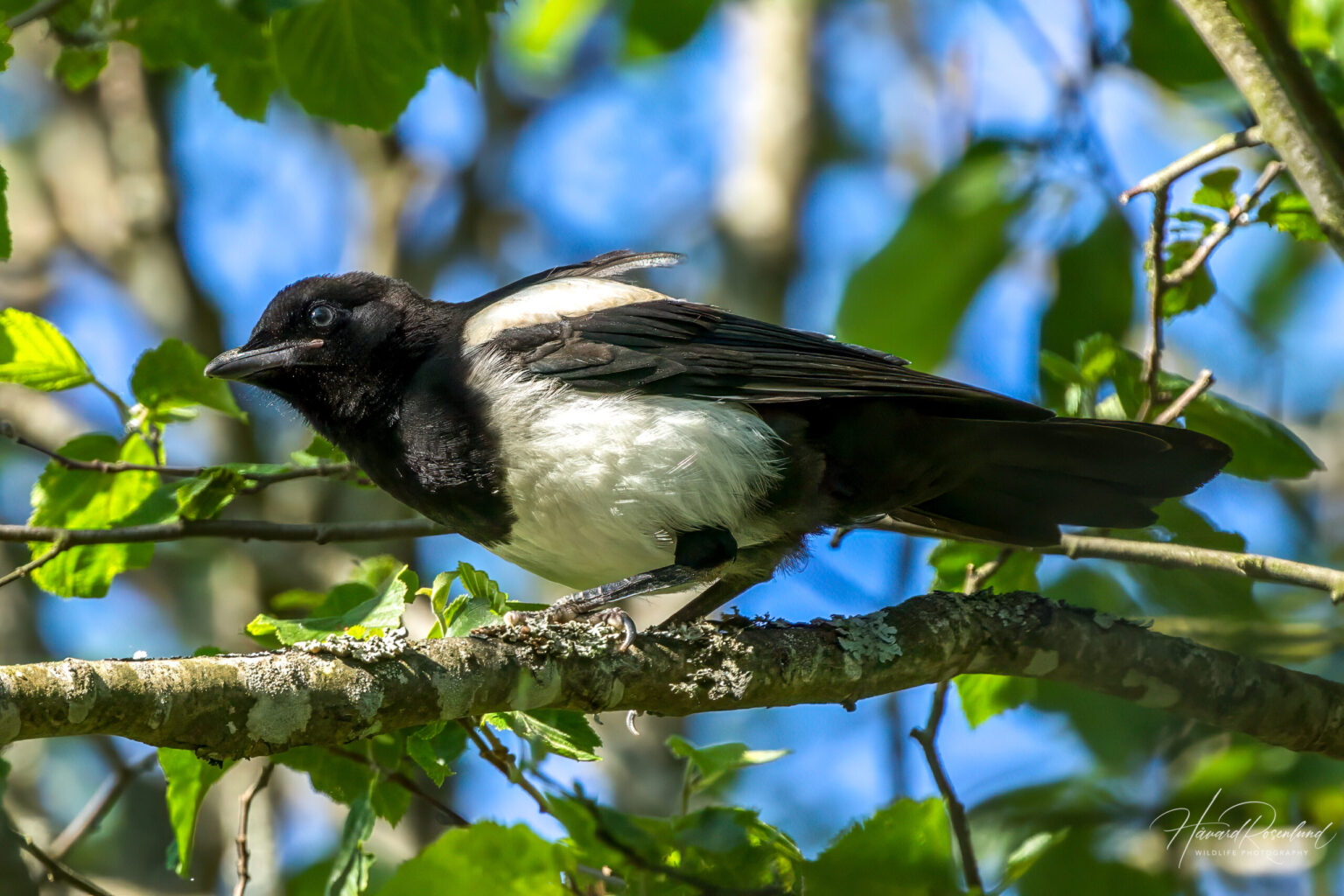 Eurasian Magpie (Pica pica) @ Nittedal, Norway. Photo: Håvard Rosenlund