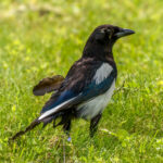 Eurasian Magpie (Pica pica) @ Lillestrøm, Norway. Photo: Håvard Rosenlund
