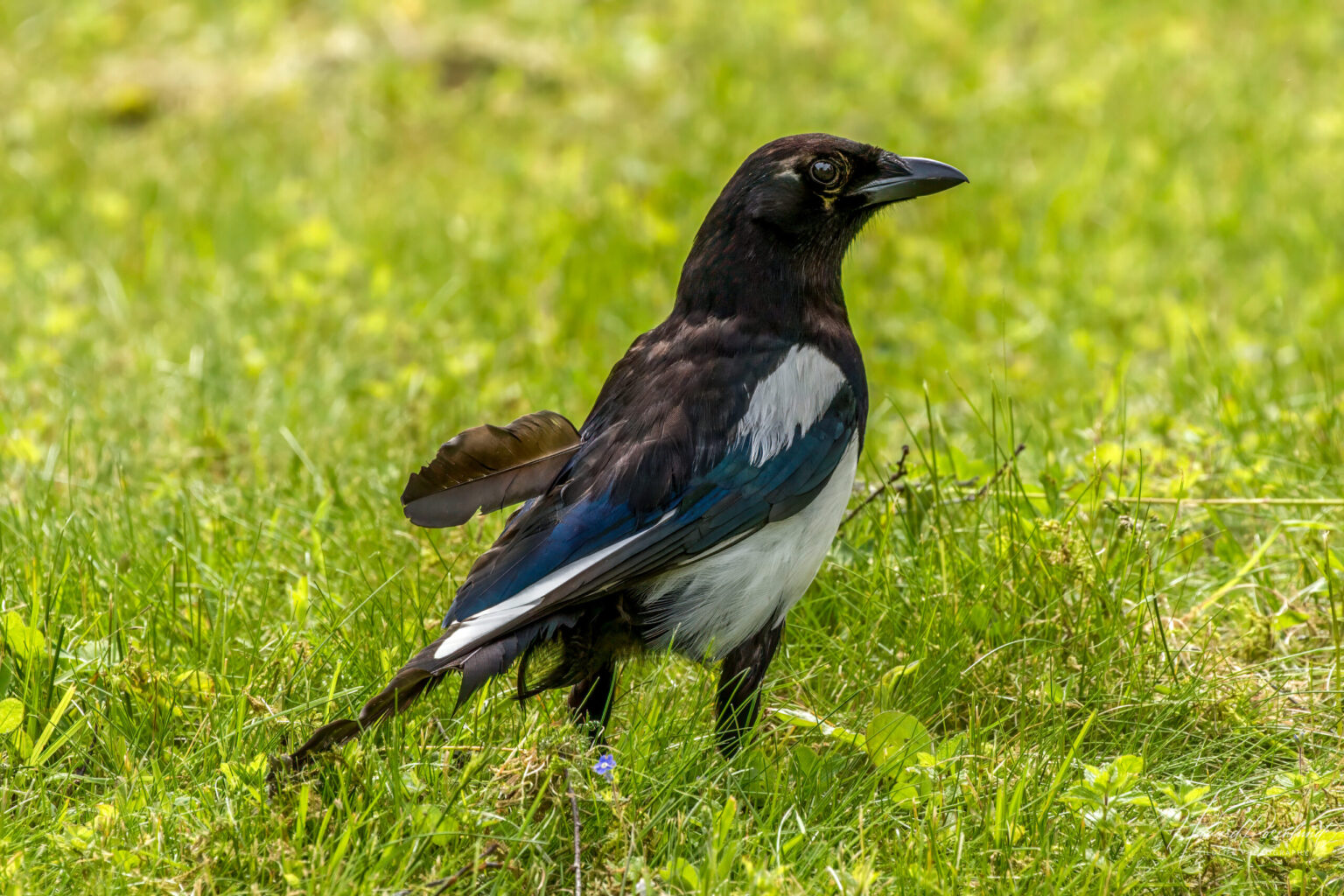 Eurasian Magpie (Pica pica) @ Lillestrøm, Norway. Photo: Håvard Rosenlund
