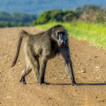 Chacma Baboon (Papio ursinus) @ Eastern Shores - iSimangaliso Wetland Park, South Africa. Photo: Håvard Rosenlund
