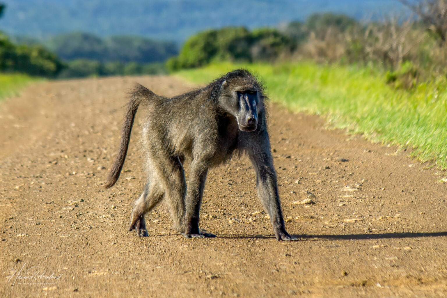 Chacma Baboon (Papio ursinus) @ Eastern Shores - iSimangaliso Wetland Park, South Africa. Photo: Håvard Rosenlund