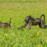 Chacma Baboon (Papio ursinus) @ Eastern Shores - iSimangaliso Wetland Park, South Africa. Photo: Håvard Rosenlund