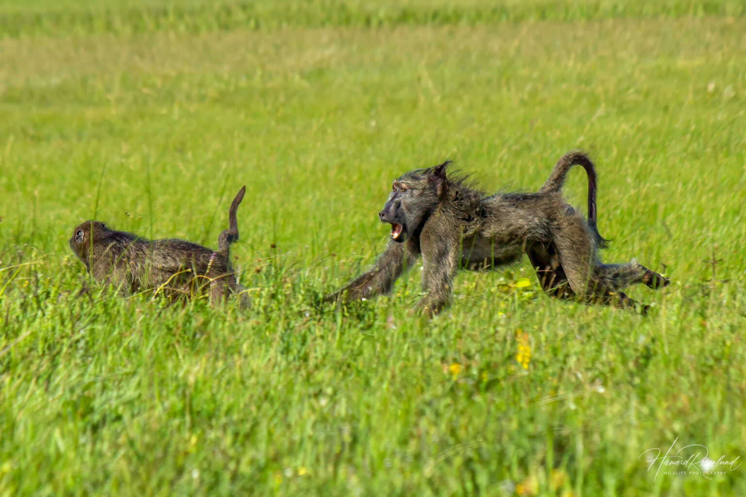 Chacma Baboon (Papio ursinus) @ Eastern Shores - iSimangaliso Wetland Park, South Africa. Photo: Håvard Rosenlund