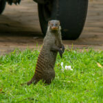 Banded Mongoose (Mungos mungo) @ St Lucia Estuary, South Africa. Photo: Håvard Rosenlund