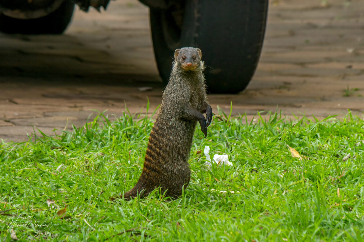 Banded Mongoose (Mungos mungo) @ St Lucia Estuary, South Africa. Photo: Håvard Rosenlund