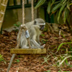 Vervet Monkey (Chlorocebus pygerythrus) @ St Lucia Estuary, South Africa. Photo: Håvard Rosenlund