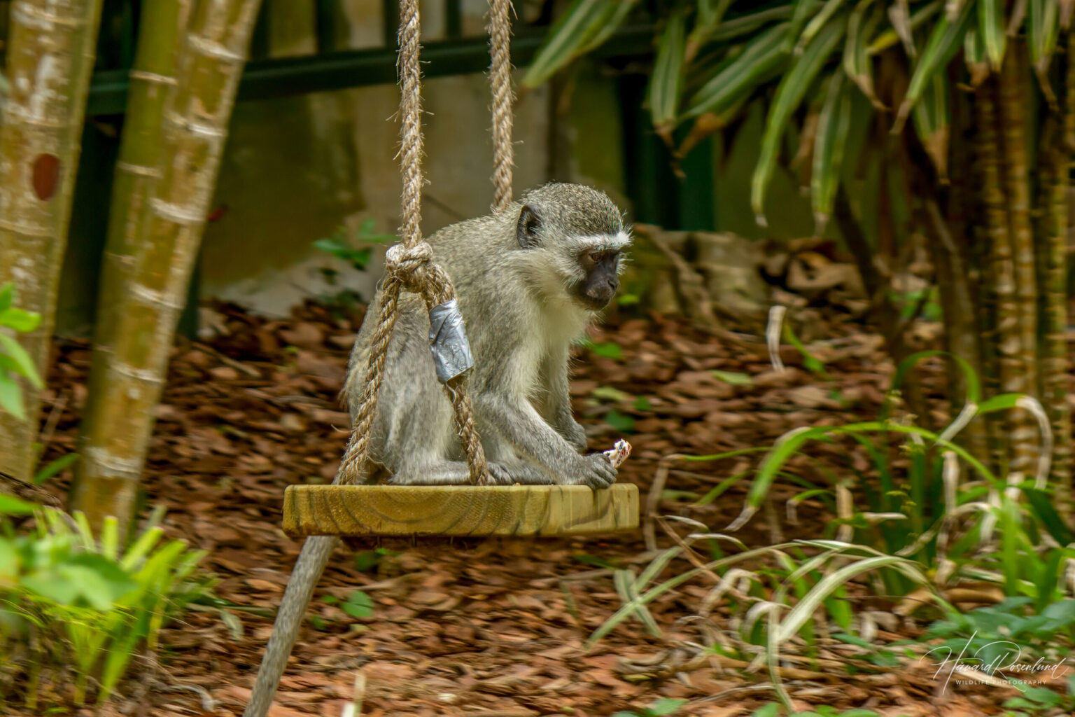 Vervet Monkey (Chlorocebus pygerythrus) @ St Lucia Estuary, South Africa. Photo: Håvard Rosenlund
